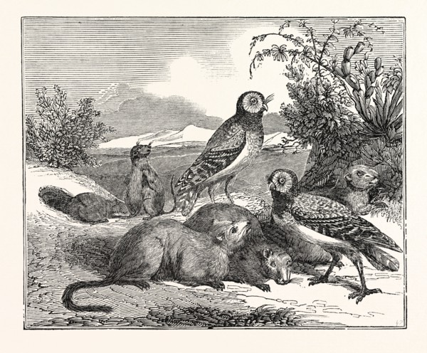Burrowing-Owls and Prairie-Dogs