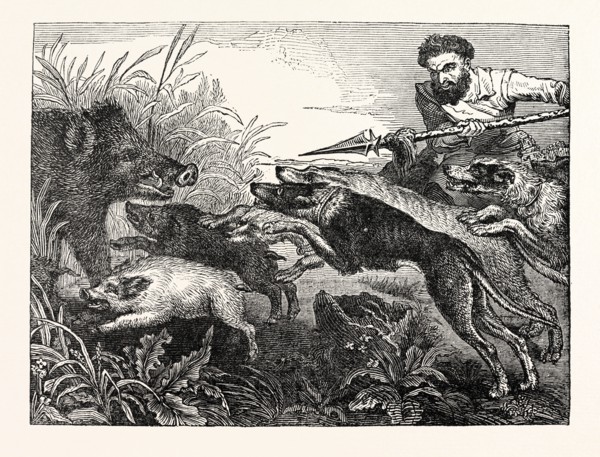 Wild Boar-Hunting