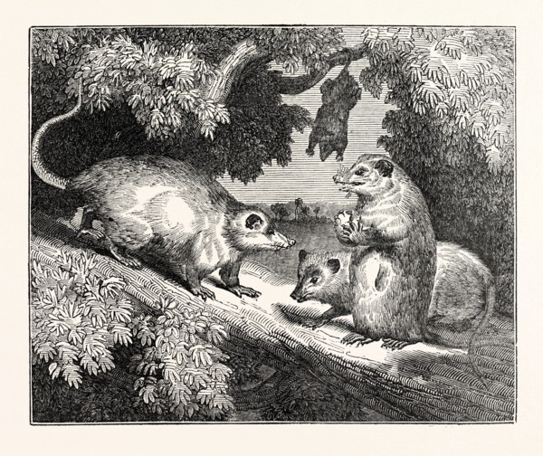 MALE AND FEMALE OPOSSUMS