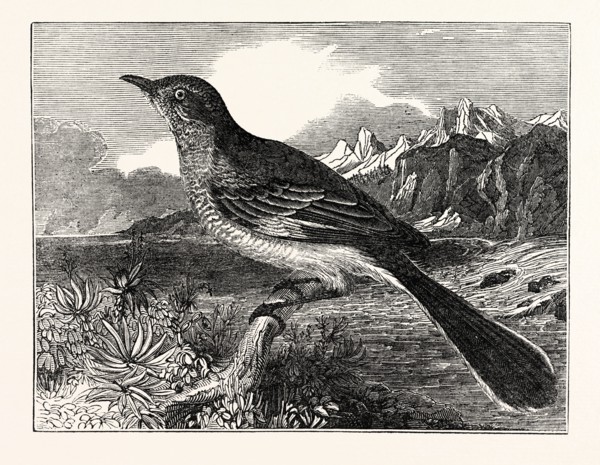The Mocking-Bird