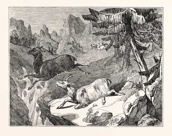 Hunting the Chamois