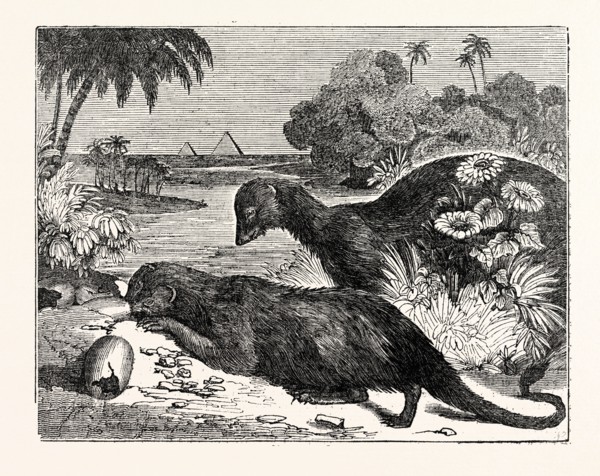 Ichneumons