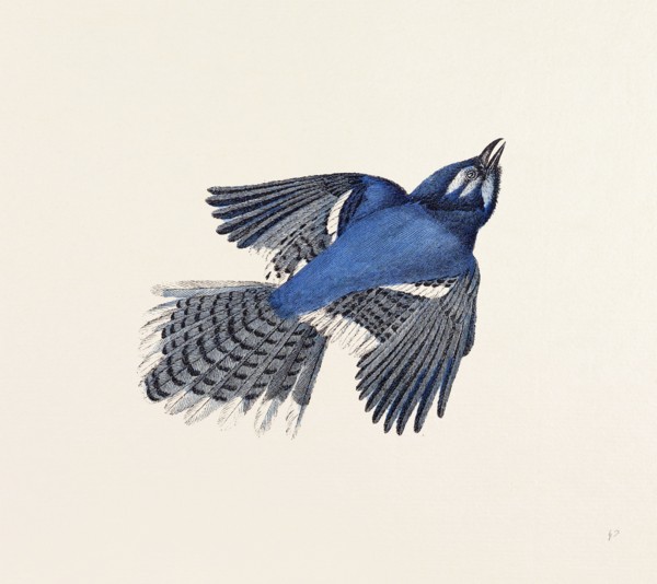 Blue Jay, nineteenth century engraving