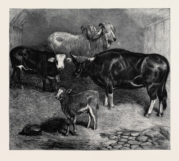 NOTES AT THE ZOOLOGICAL GARDENS, BRAHMIN BULL, GAYAL COW, AND HYBRID HEIFER AND CALF