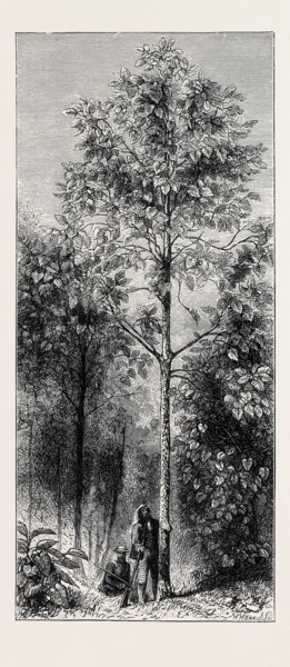 THE CINCHONA PLANTATIONS AT DARJEELING, BENGAL: CINCHONA SUCCIRUBRA, 30 FEET HIGH