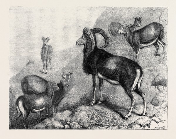 NOTES AT THE ZOOLOGICAL GARDENS, LONDON: CORSICAN MOUFFLONS