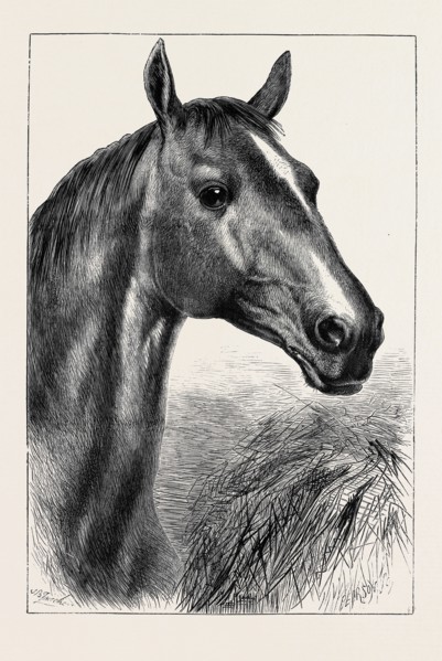 HEAD OF "RONALD," LORD CARDIGAN'S BALACLAVA CHARGER