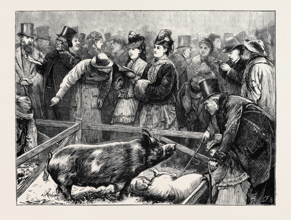 VISITORS AT THE CATTLE SHOW: A PIG PEN