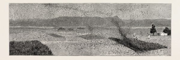 THE LOCUST PLAGUE IN NORTHERN INDIA: VILLAGERS DRIVING A FLIGHT OF LOCUSTS FROM THE CROPS