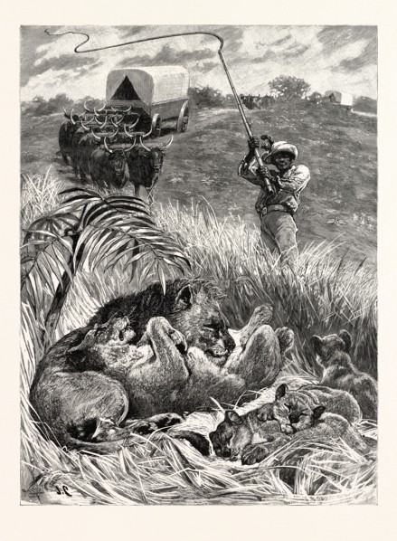 A RUDE AWAKENING: AN INCIDENT OF SOUTH AFRICAN TRAVEL, "Raising his giant ox-whip, he brought it