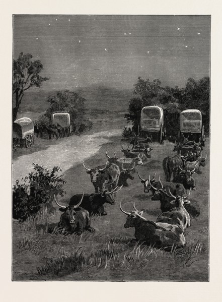 LORD RANDOLPH CHURCHILL IN SOUTH AFRICA, THE OXEN OUTSPANNED IN CAMP