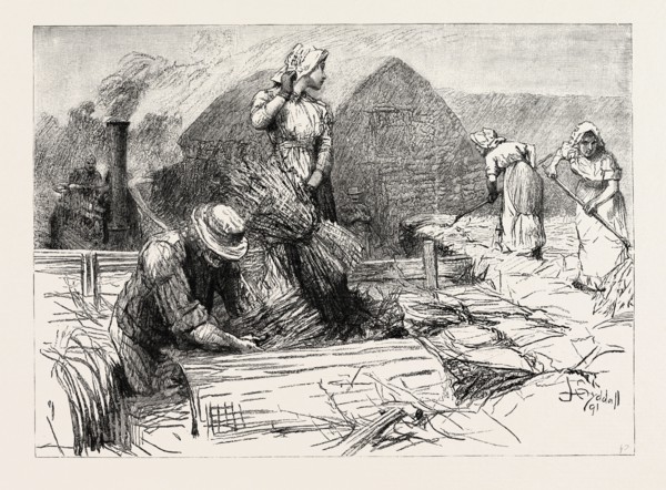 TESS OF THE D'URBERVILLES: "It was not till about three o'clock that Tess raised her eyes and gave