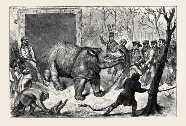 TRANSFERRING THE HAIRY RHINOCEROS FROM HER TRAVELLING DEN TO HER CAGE