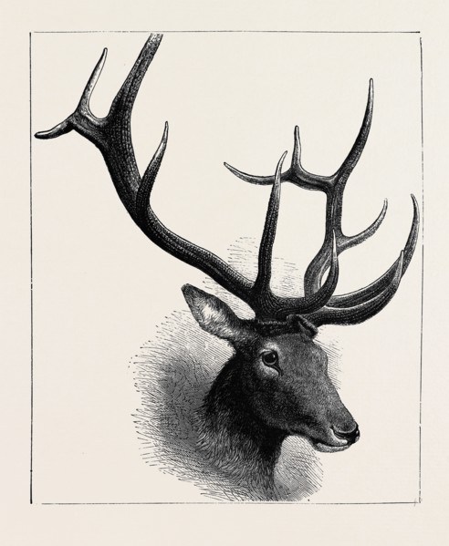 HEAD OF A WAPITI DEER, NORTH AMERICA