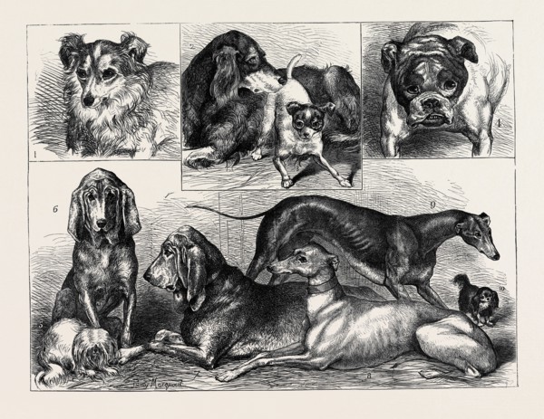 PRIZE DOGS AT THE CRYSTAL PALACE SHOW: 1. "MYRTLE," SHEEPDOG, SECOND PRIZE; 2. "LANG," SETTER,