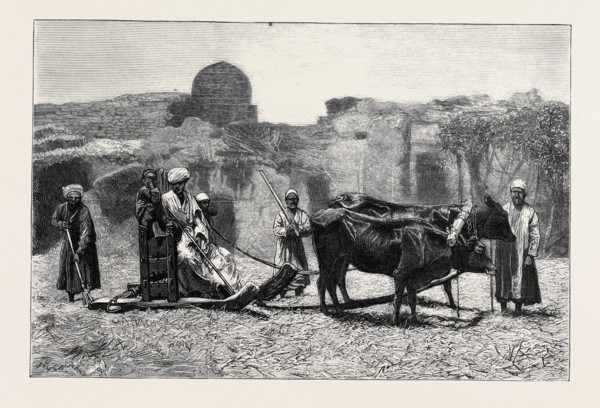 A NATIVE CHAFF-CUTTING MACHINE, EGYPT