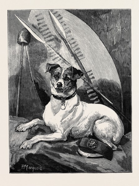 "TOTTIE," A REGIMENTAL PET