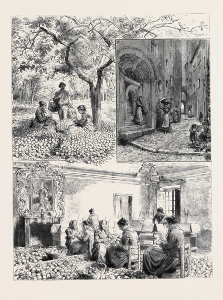 HER MAJESTY'S VISIT TO MENTONE: 1. GATHERING LEMONS AT MENTONE; 2. MAISON BOTTINI, FORMERLY THE