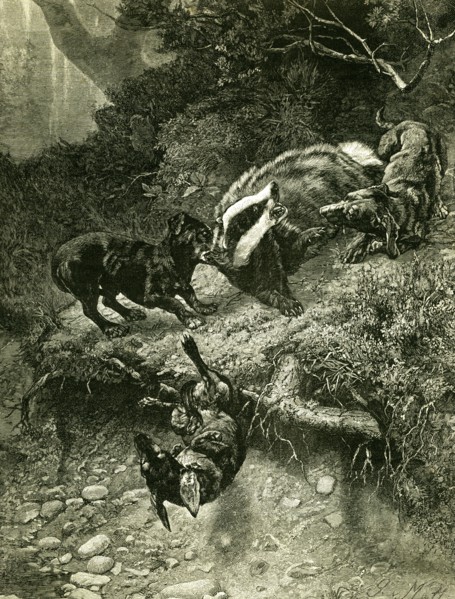 Badger, Austria, 1891