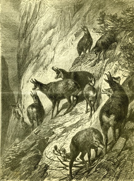 Chamois, Austria, 1891