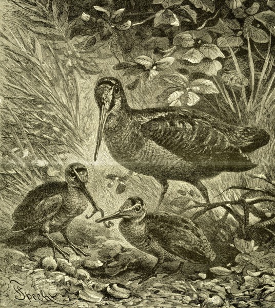 Woodcock, Austria, 1891