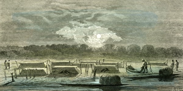 Mosquito Nets, 1869, Peru