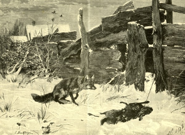Fox, Hunt, Austria, 1891