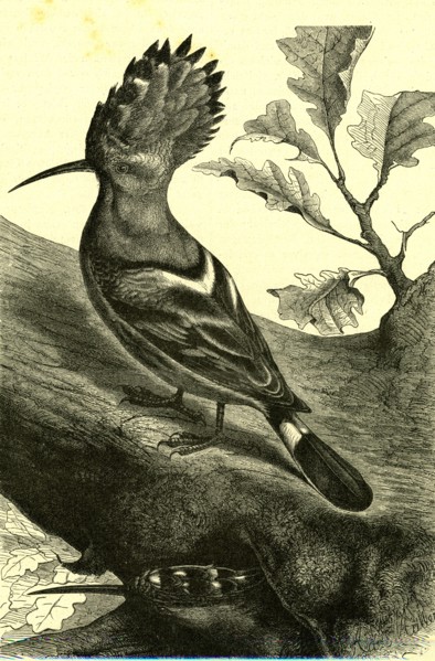 Birds, Austria, 1891