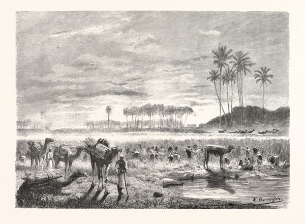 SUGAR-CANE HARVEST. Egypt, engraving 1879