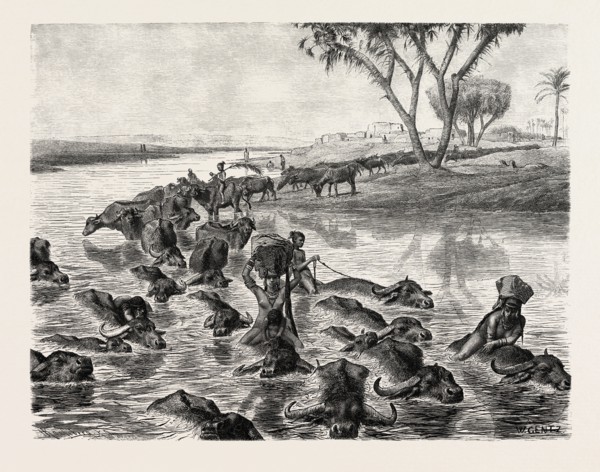 BUFFALOES WATERED IN THE NILE. Egypt, engraving 1879