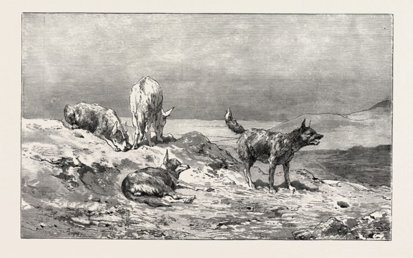 VILLAGE DOGS. Egypt, engraving 1879