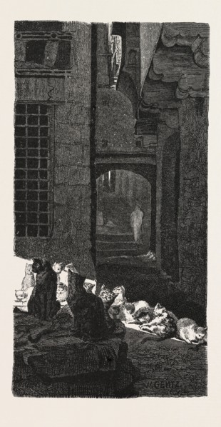 A CONGRESS OF CATS IN THE SUN. Egypt, engraving 1879