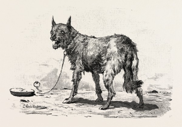 A DOG AT ERMENT. Egypt, engraving 1879