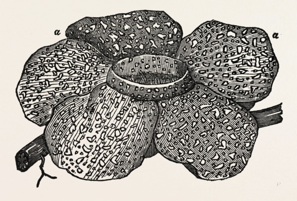 The Largest Flower