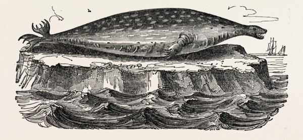 The Sea-leopard, Sea leopard