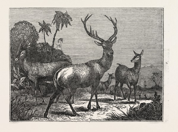 THE ANTELOPE, THE HART, THE HIND
