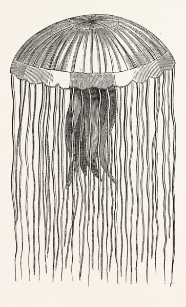 MEDUSA PELLUCENS. One quarter the size of nature.