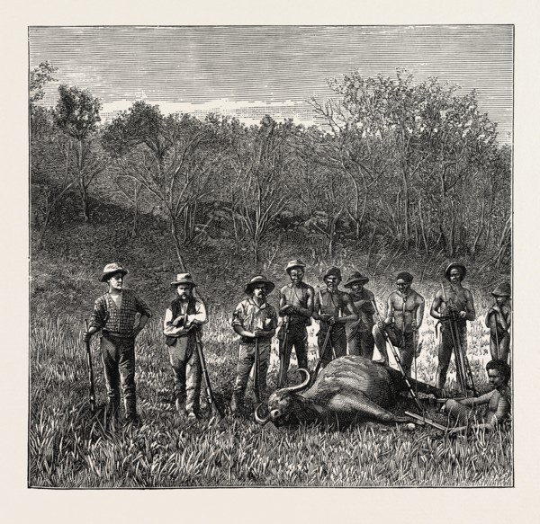 BUFFALO HUNTERS IN THE TRANSVAAL, SOUTH AFRICA. Transvaal is a geographic term associated with land