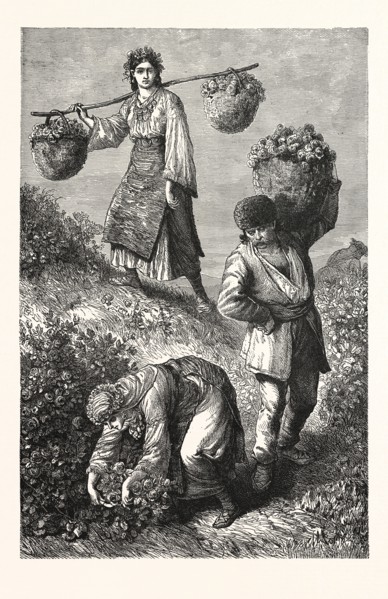 GATHERING ROSES IN ROUMELIA. Rumelia (Turkish : Rumeli; Albanian : Rumelia; Bosnian, Serbian,
