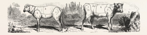 Division sheep (left) Division calf (right). engraving 1855