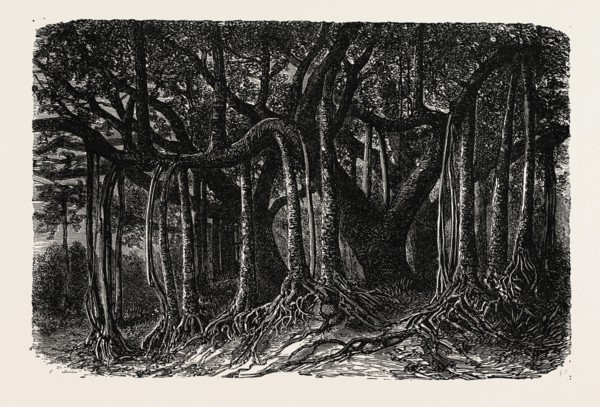 THE GREAT BANYAN, OR SACRED TREE, OF INDIA (Ficus indica). A banyan (also banian) is a fig that
