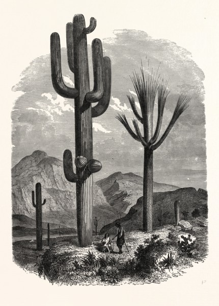THE CEREUS GIGANTEUS, OR MONUMENTAL CACTUS