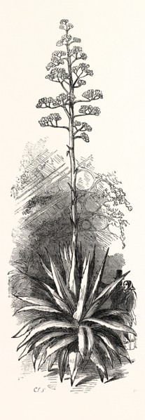 THE AMERICAN ALOE