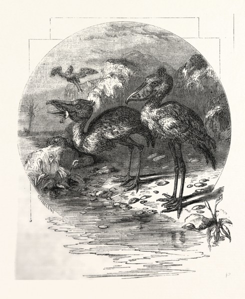THE WHALE-HEADED STORK