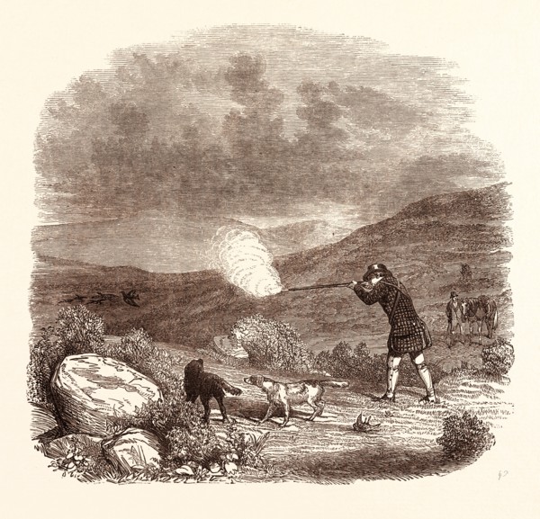 GROUSE SHOOTING IN AUGUST. shotgun, hunting, wild, hunter, wildlife, bird, grouse hunting,