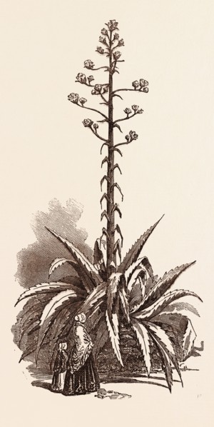 AMERICAN ALOE IN BLOOM, AT CLOYNE HOUSE, UK, britain, british, europe, united kingdom, great