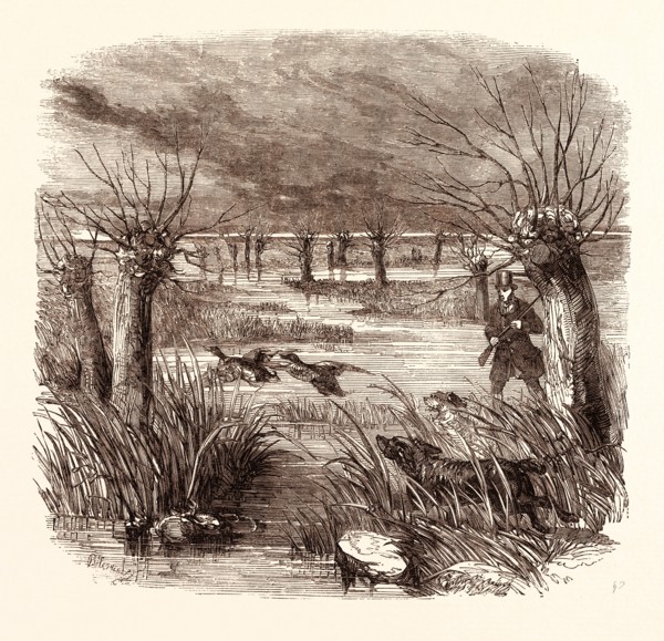 WILD DUCK SHOOTING IN DECEMBER, shotgun, hunting, wild, hunter, wildlife, bird, wild duck hunting,