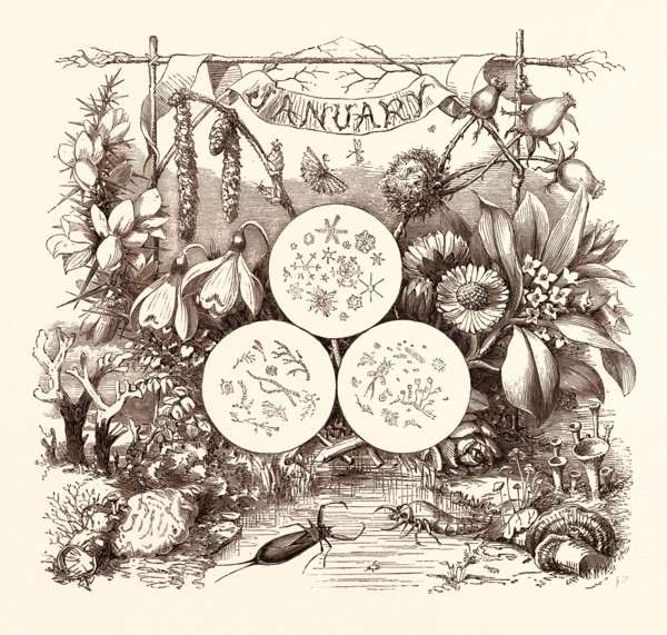 JANUARY, calendar, year, month, monthly