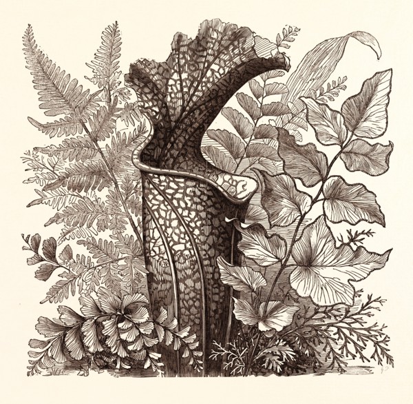JANUARY. Pteris argentea. Andiantum formosum. Sarracenia Drummondi. Adiantum cultratum. Pteris