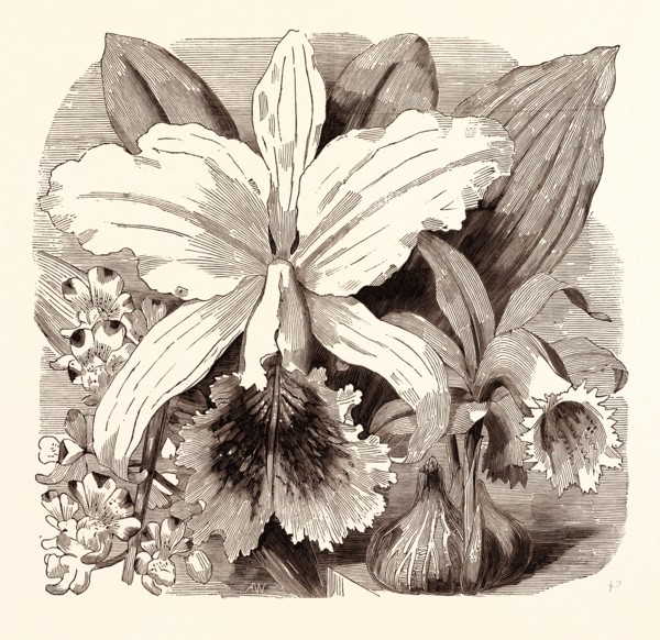 JUNE. AErides quinquevulnera. Cattleya Mossiae. Coelogyne Wallichiana.